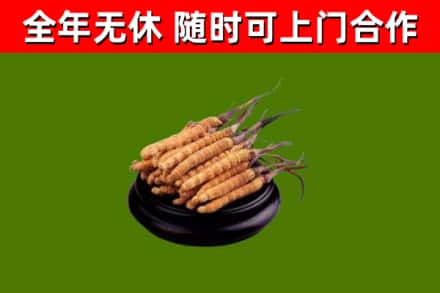 宜昌回收散虫草