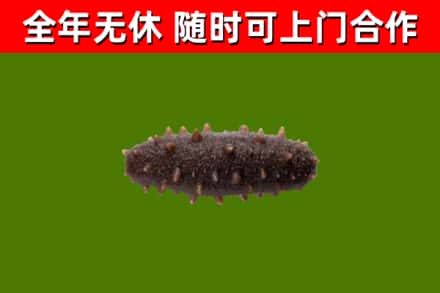 宜昌回收海参干